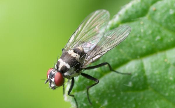 Quanto tempo vivem as moscas - Tempo e ciclo de vida