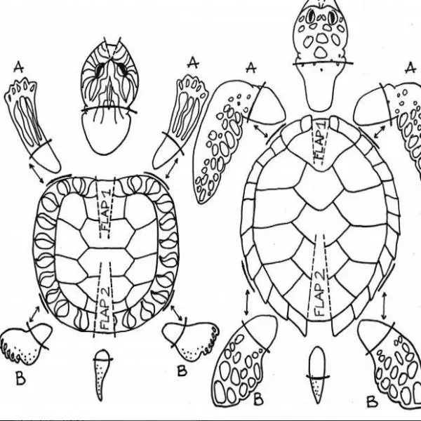 Como fazer uma tartaruga de papelão - 5 passos