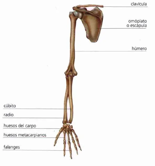 Como se chamam os ossos do braço?