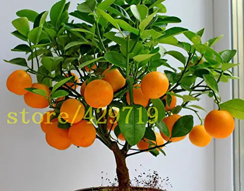 Bonsai de Naranja