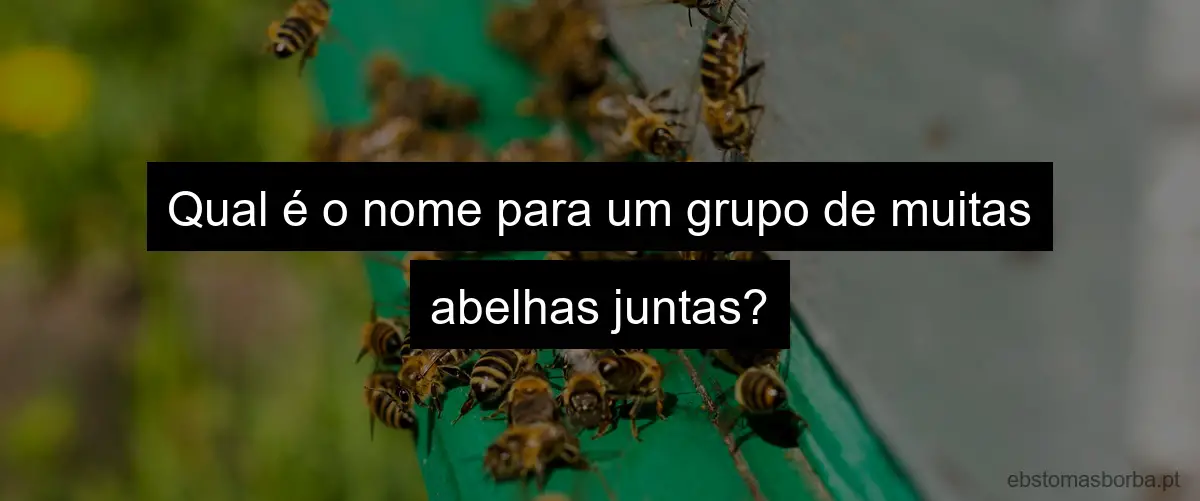 Qual é o nome para um grupo de muitas abelhas juntas?