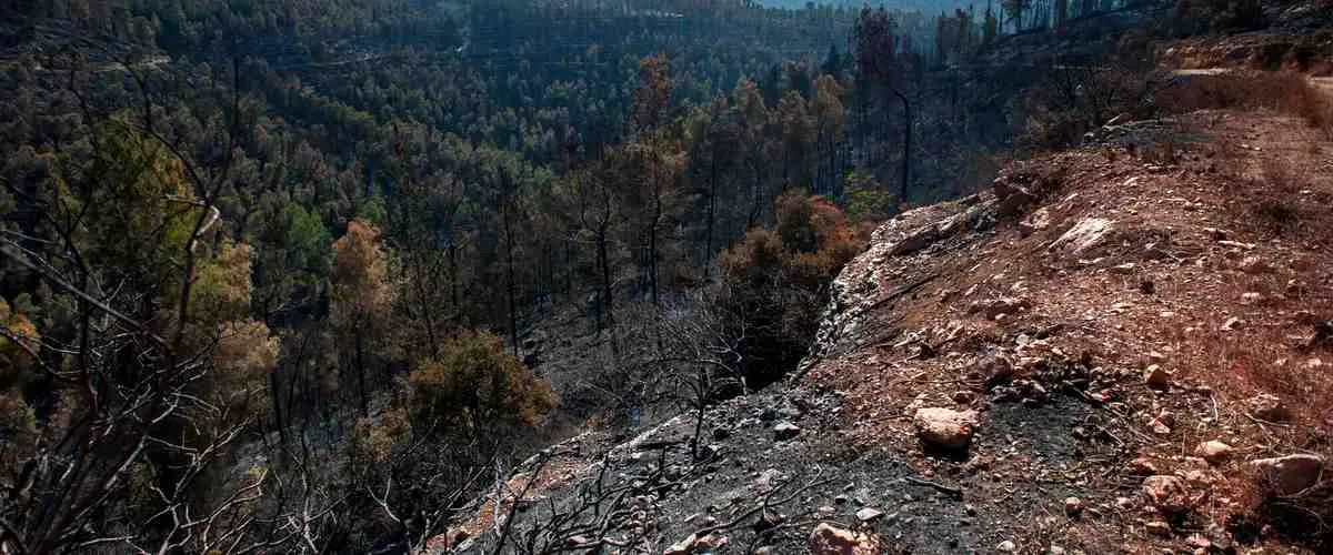 A destruição ambiental causada pelas queimadas de 1994