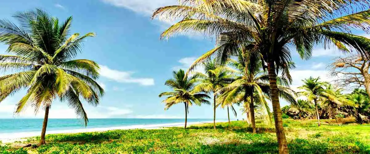 A incrível quantidade de cocos nas ilhas