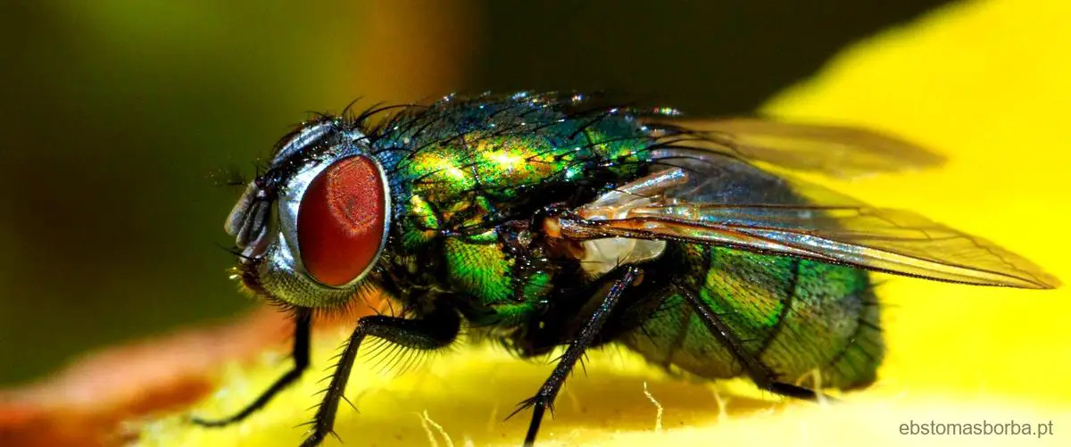 A mosca-das-frutas como organismo essencial na ciência