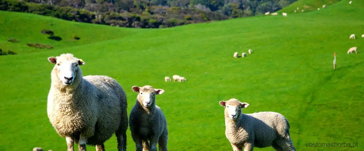 Como as ovelhas se comunicam?