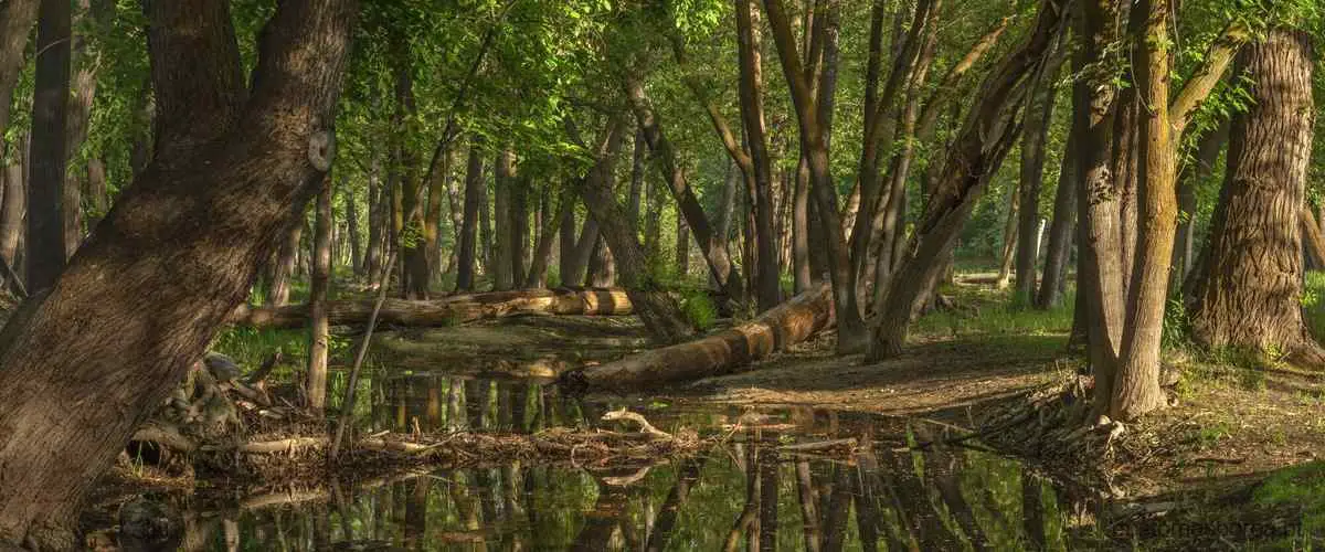 Como o desmatamento na Amazônia é causado?