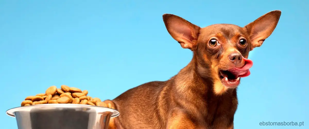 Como saber se o cachorro morreu de fome?