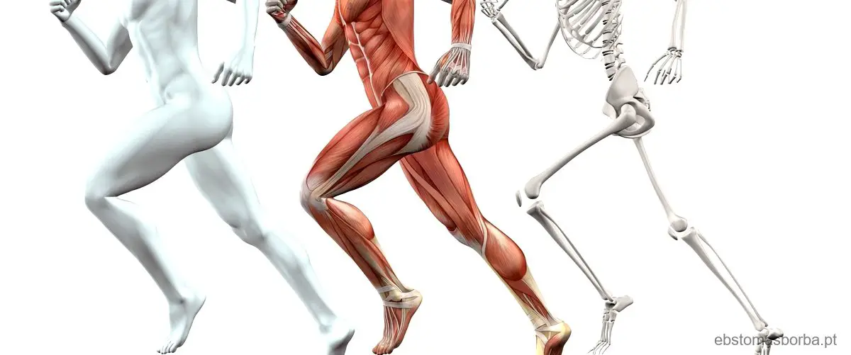 Como se classifica o músculo esquelético?