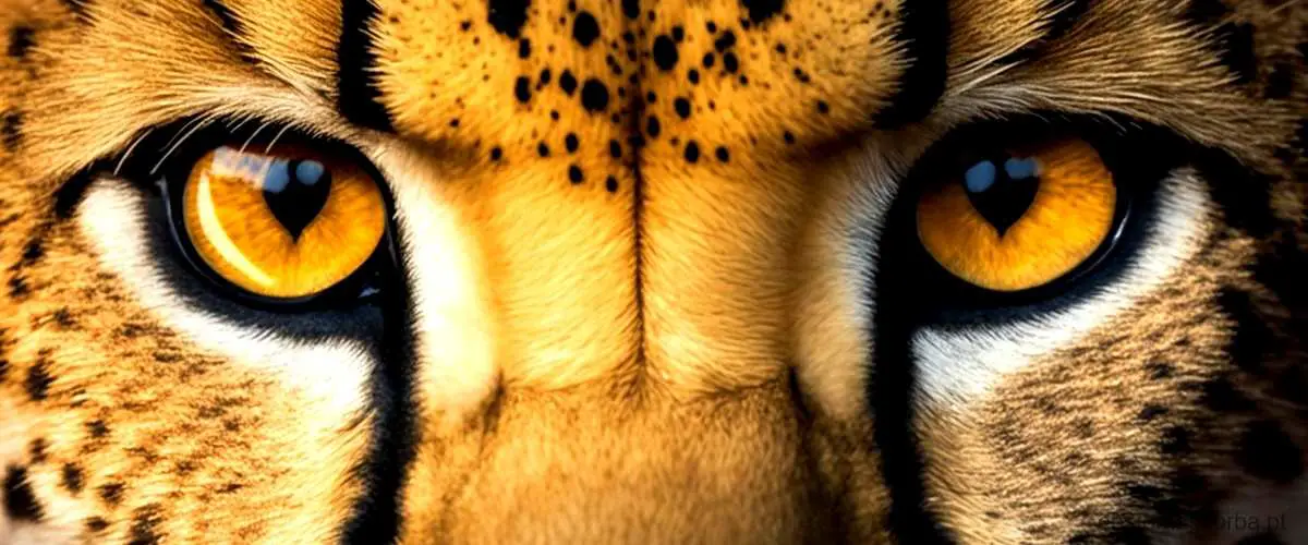 Comparação entre a velocidade média de um guepardo e outros animais.