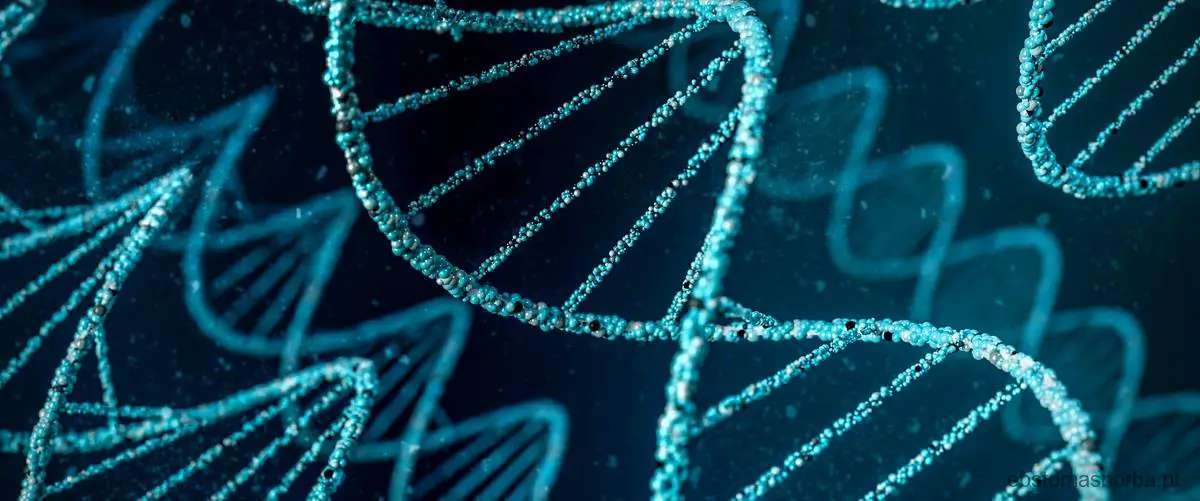 Em qual das fases S representadas ocorre a duplicação do DNA?