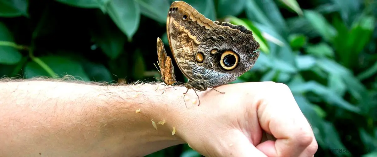 O que pode acontecer em um ecossistema se a população de animais herbívoros não for controlada por predadores?