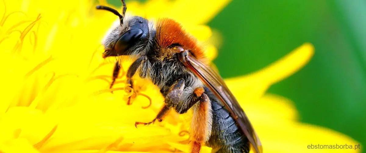 Onde está localizada a sílaba tônica na palavra abelha?