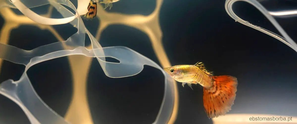 Os diferentes perigos das medusas: