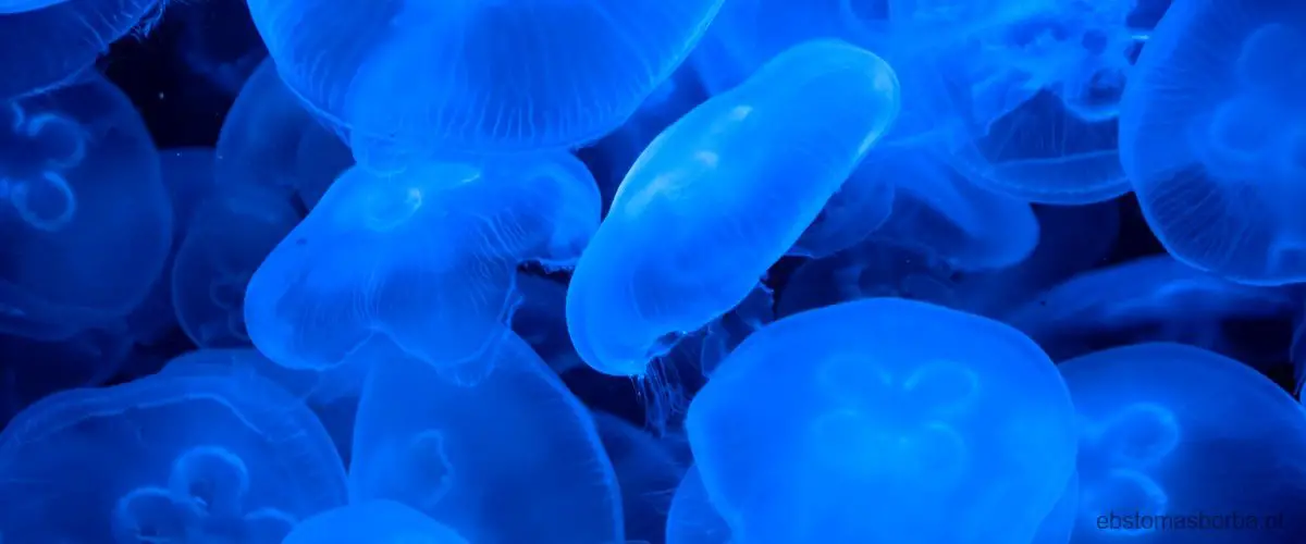 Os predadores das medusas e sua resistência ao veneno.