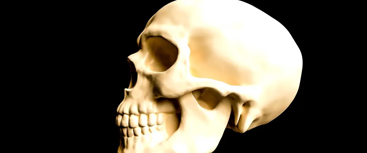 Quais são as seis classificações dos ossos?