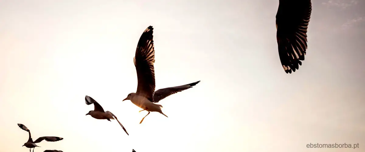 Quais são os nomes das aves?