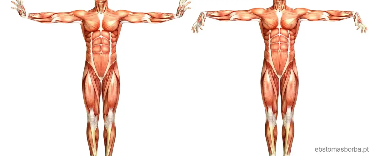 Sabemos Que O Tecido Muscular Classificado Em Tr S Tipos Conhe A As Caracter Sticas Do