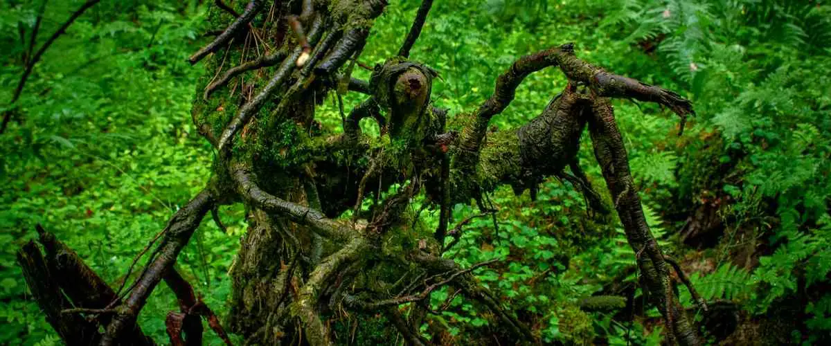 Qual é a importância dos animais carnívoros?