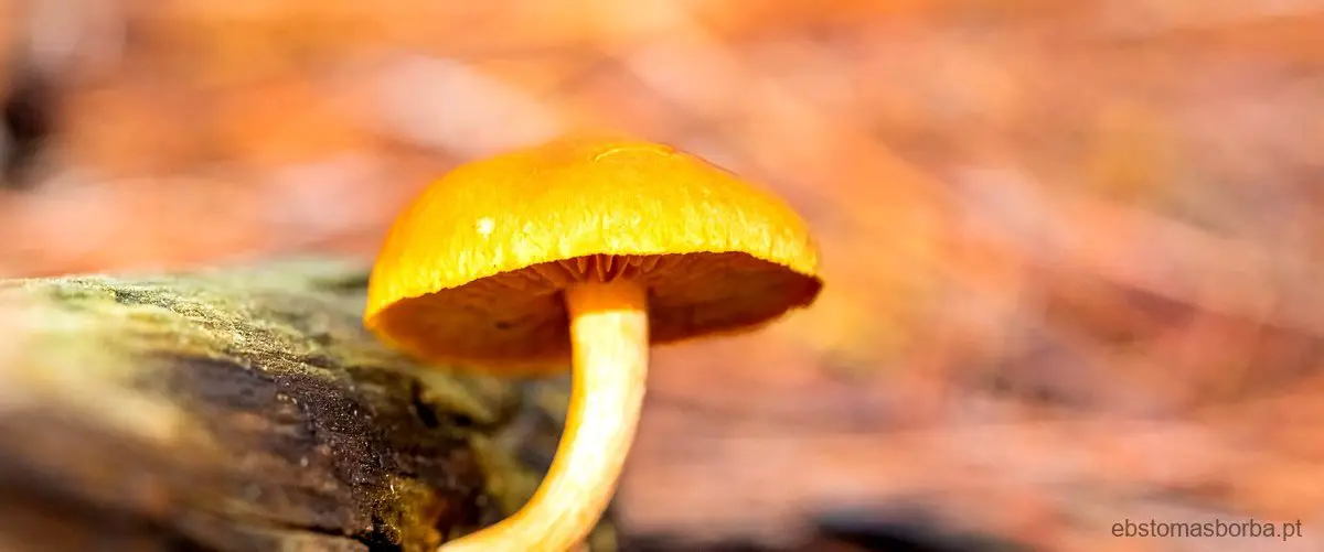 Qual é a importância ligada à atividade dos fungos?