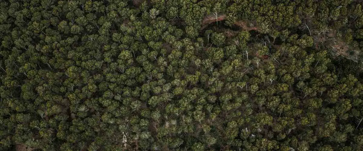 Qual é a taxa de desmatamento na Amazônia?