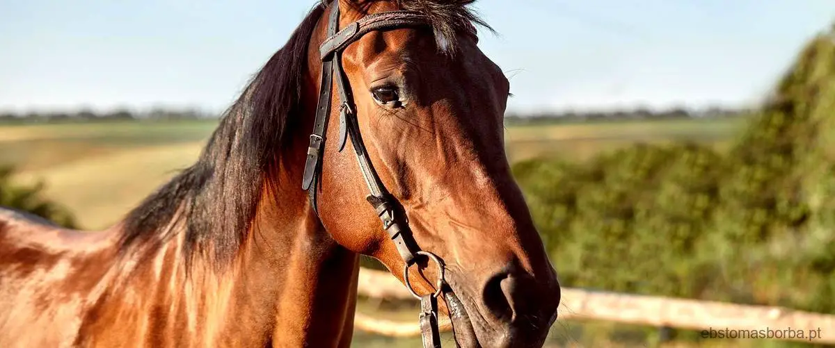 Qual é o substantivo para cavalo?