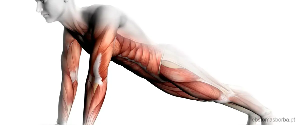 Qual é o valor médio de músculos esqueléticos no corpo humano?