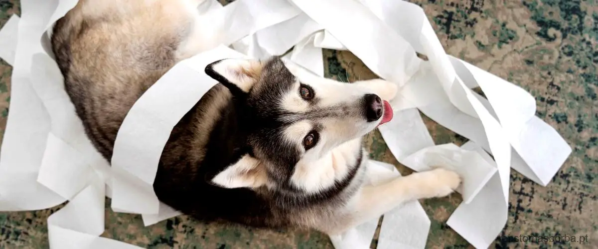 Quanto tempo leva para um cachorro se tornar um esqueleto?