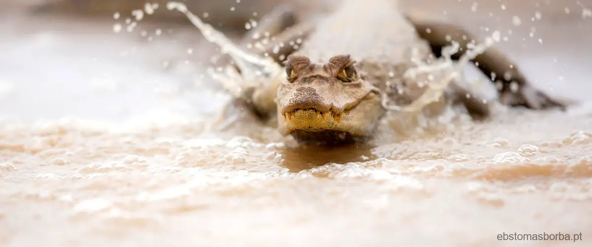 Quanto tempo o lagarto fica dentro da água?
