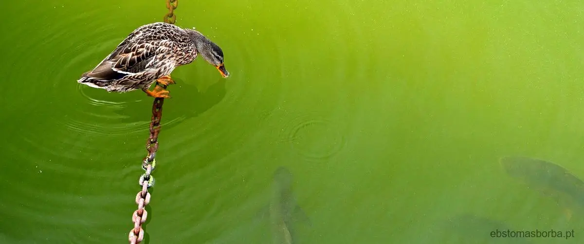 Quanto tempo um lagarto fica embaixo dágua?