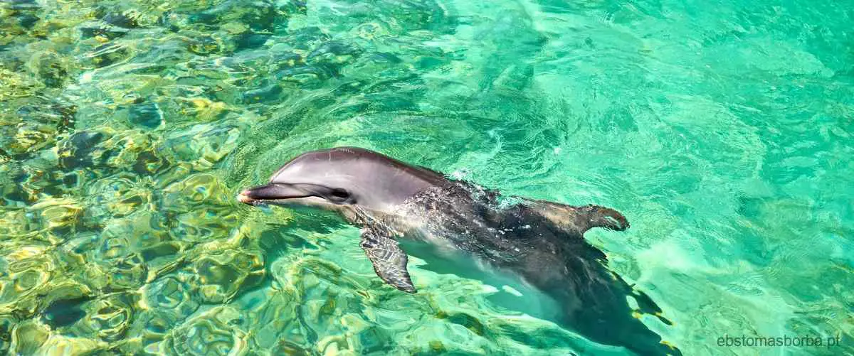 Surpreendente revelação: golfinhos e cangurus têm algo em comum!