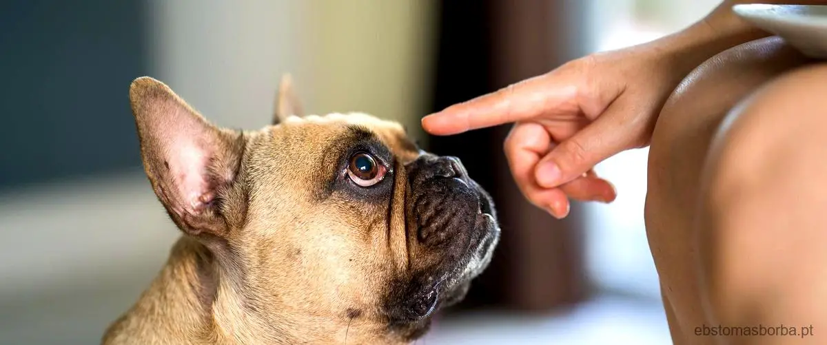 Tem problema cachorro lamber lesma?