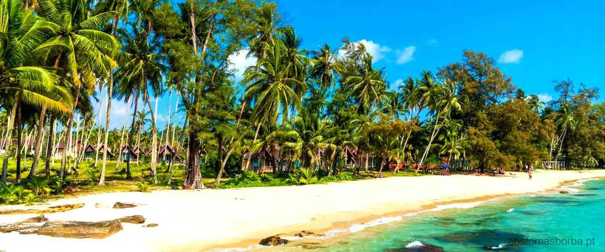 Um lugar com uma rica colheita de cocos nas ilhas